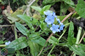 cynoglossum amabile (2)